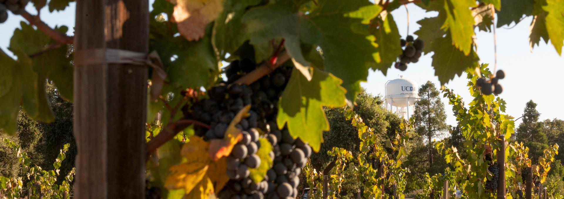 Rows of grapevines with clusters of dark grapes in a vineyard; a water tower labeled "UC Davis" is visible in the background.
