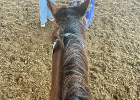 View from atop a saddled horse, showing the horse’s neck and mane, with a hand holding the reins. The ground and a person in jeans are visible ahead.
