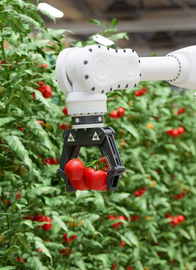 Robotic arm holding tomatoes 