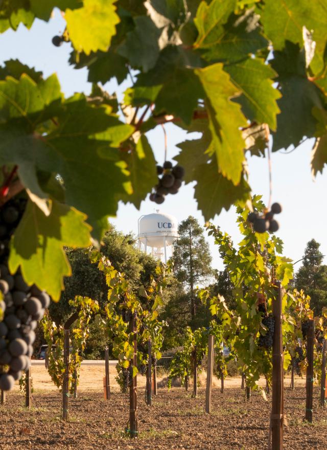 Rows of grapevines with clusters of dark grapes in a vineyard; a water tower labeled "UC Davis" is visible in the background.