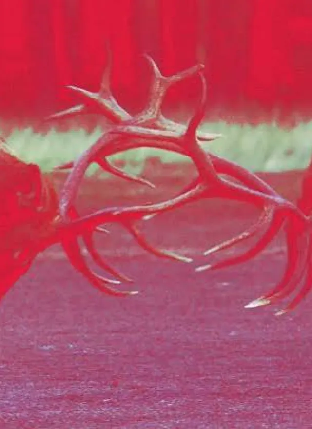 Two deer lock antlers in a head-to-head confrontation, with a strong red color effect dominating the image.