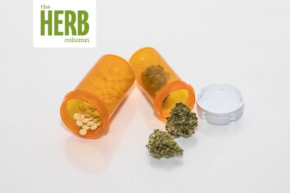 Image of cannabis and opioids for Greta Hsu's study