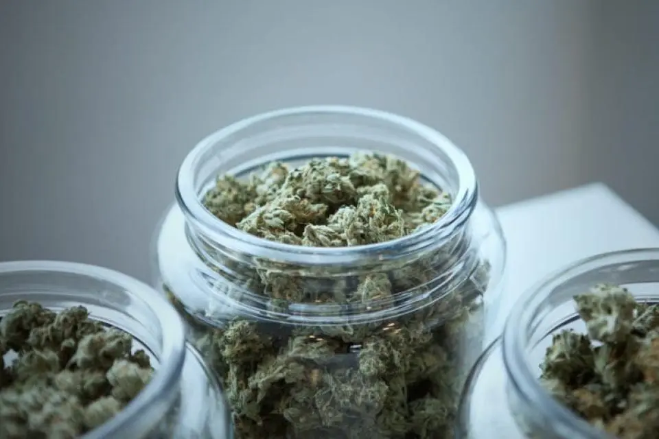 Cannabis in jars