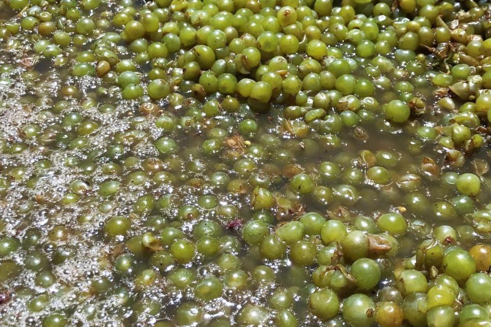 Grapes used to make chardonnay wine