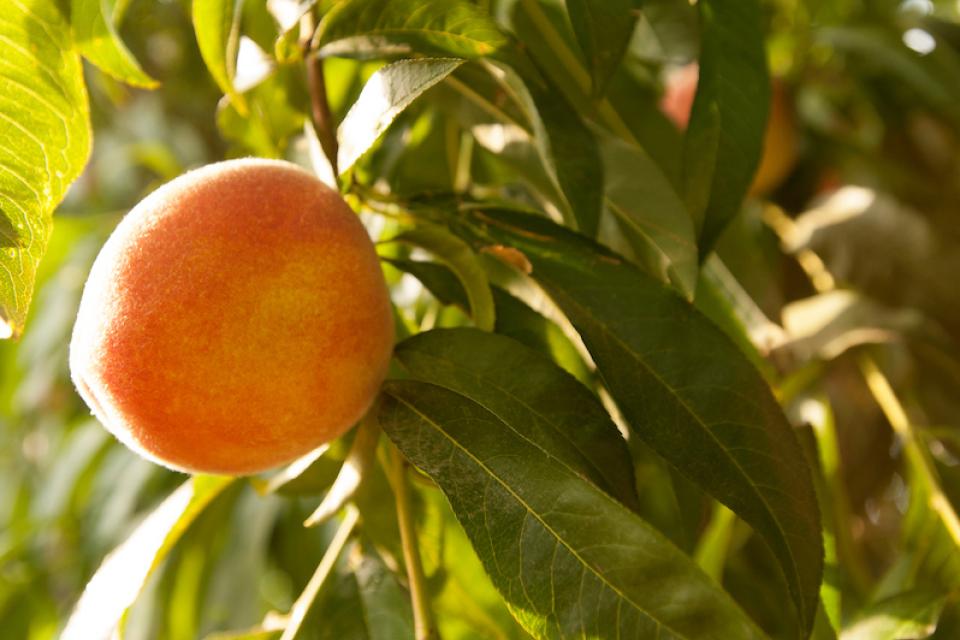 A ripe peach on a tree