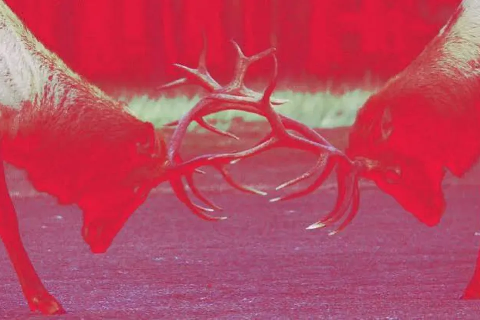 Two deer lock antlers in a head-to-head confrontation, with a strong red color effect dominating the image.